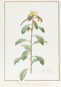 Paeonia Moutan var. B. Paeonia Suffruticosa, 1812